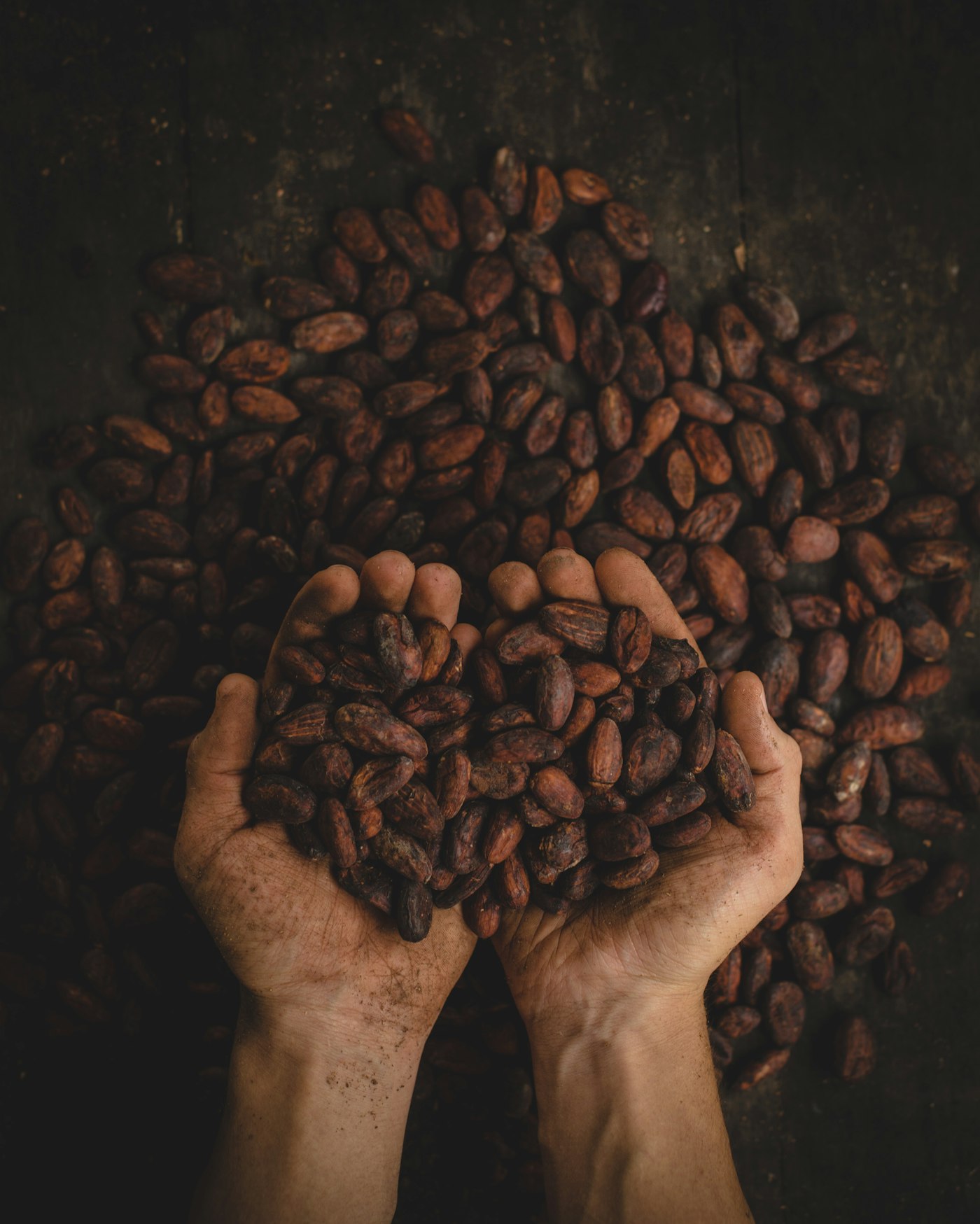 Granos de cacao recién cosechados sostenidos en las manos