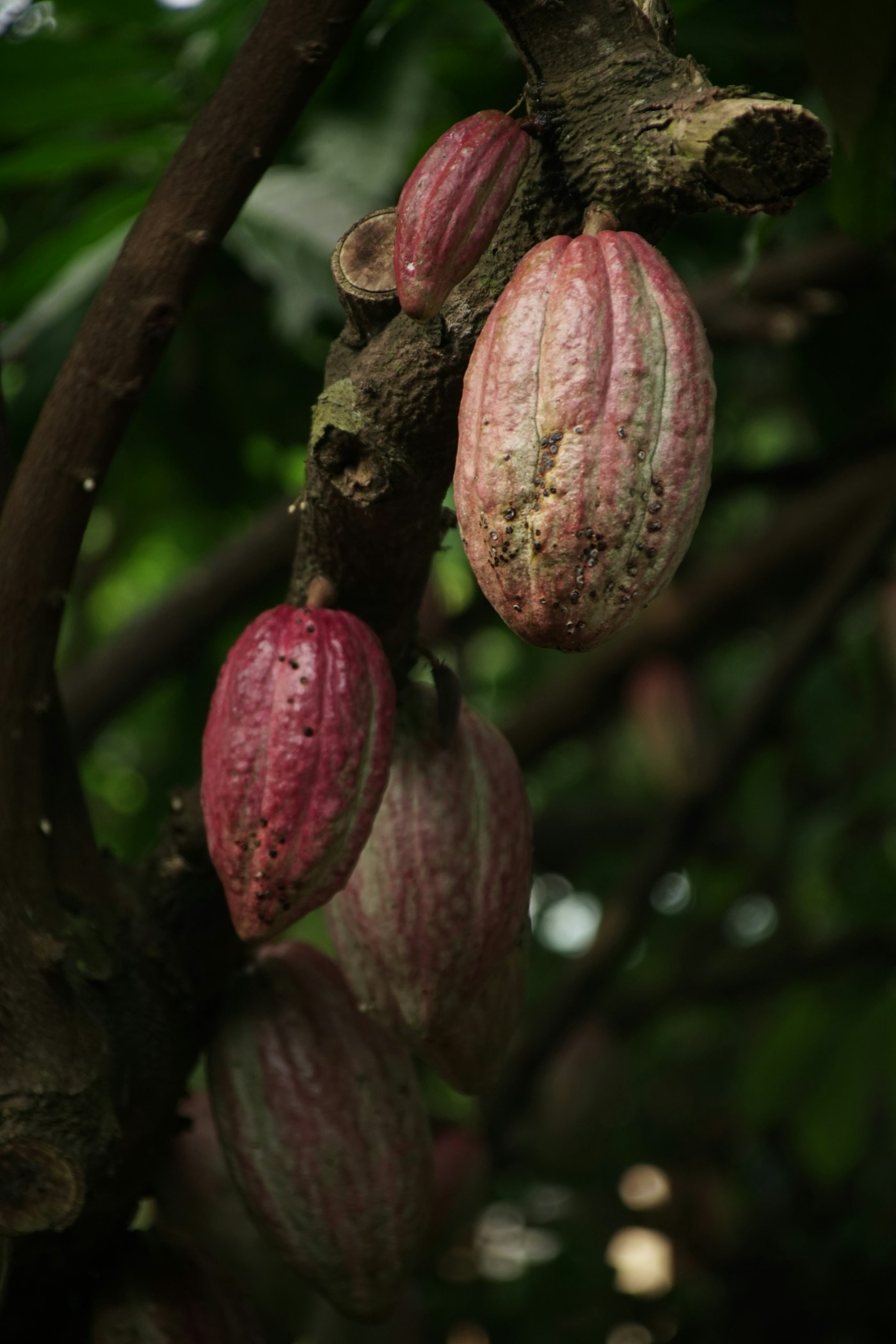 Vainas de cacao creciendo en el árbol